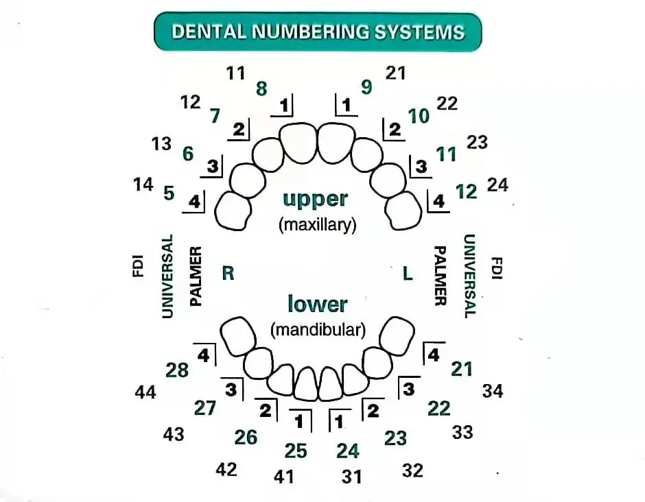 Stampi Dentali per Faccette in - Teeth Whitening Moulds recensione e prezzo